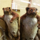 Imagen: Crap Taxidermy